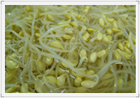 콩나물 사진